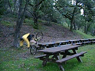 Holly Cow, what a dawg mauler